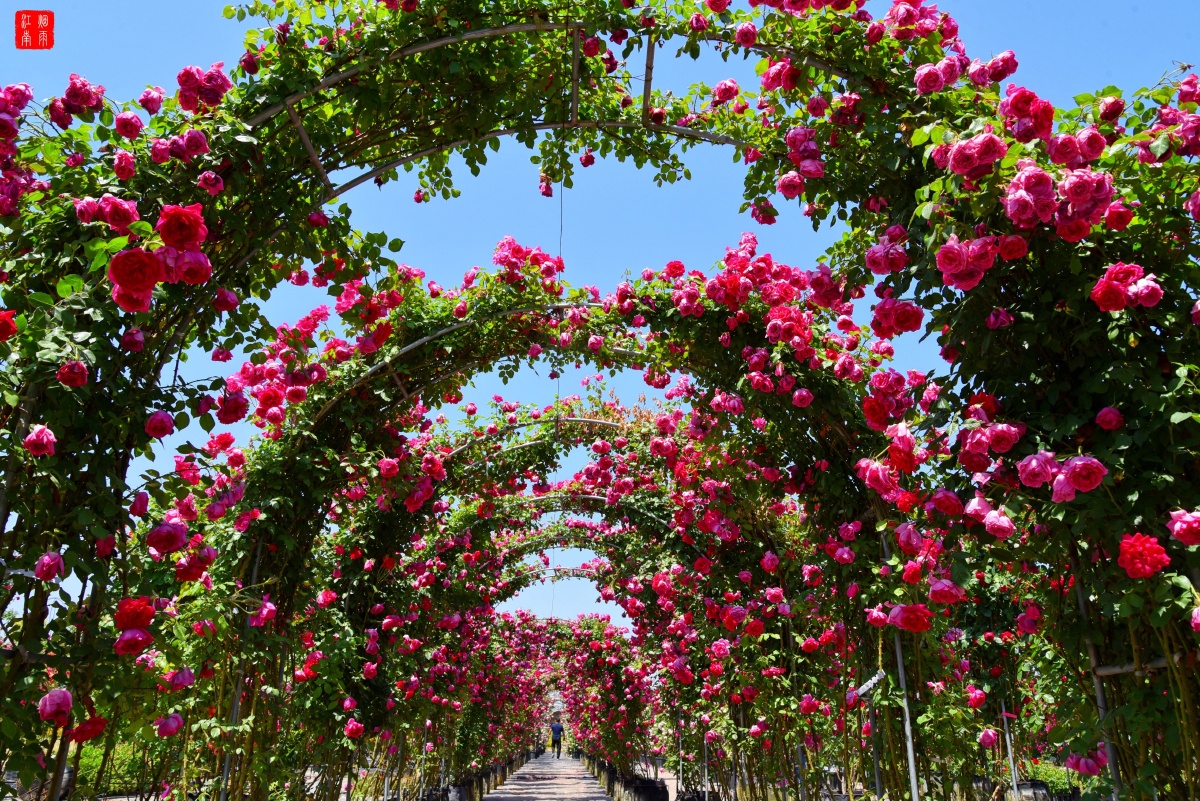 赛石玫瑰园