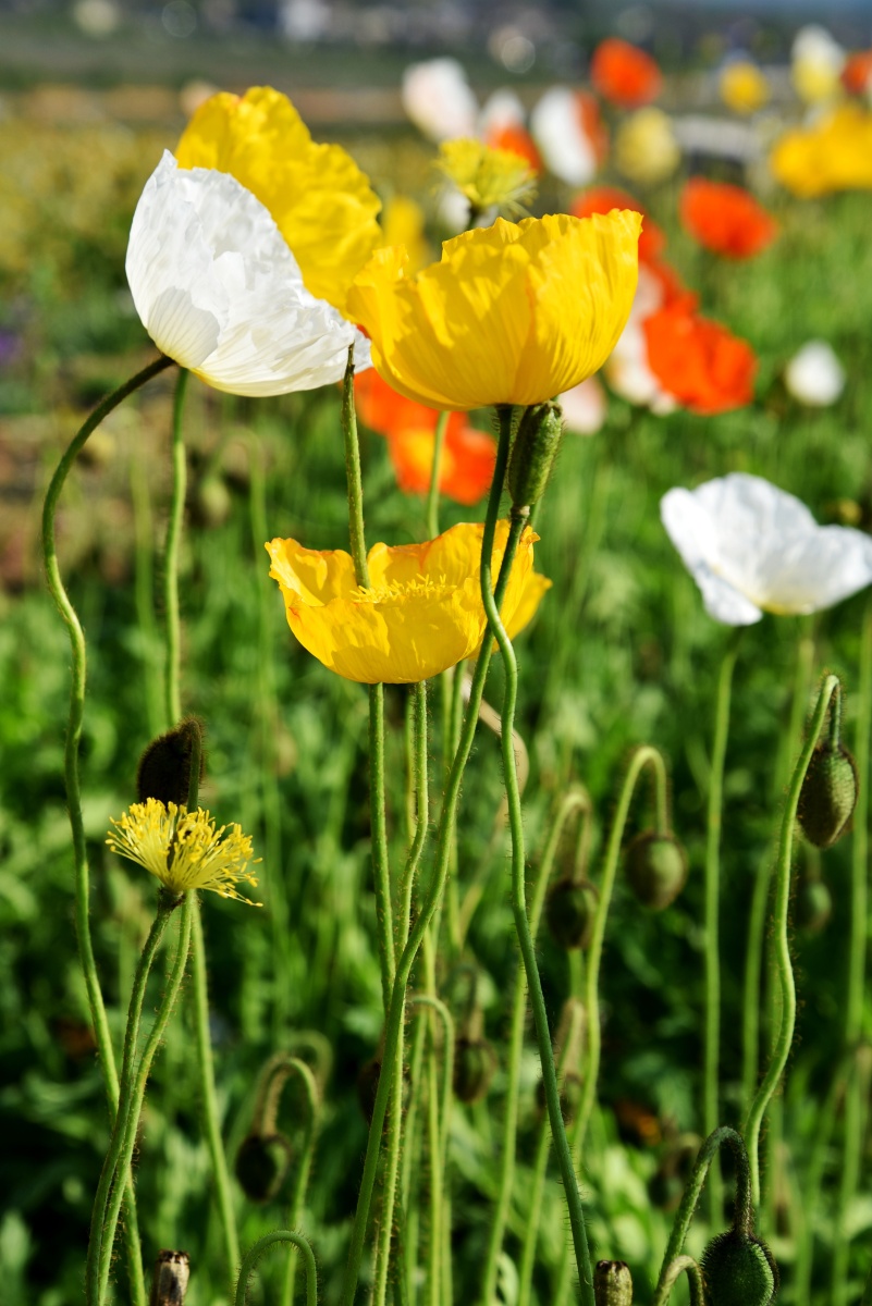 虞美人花 - 烟雨江南mj - 图虫
