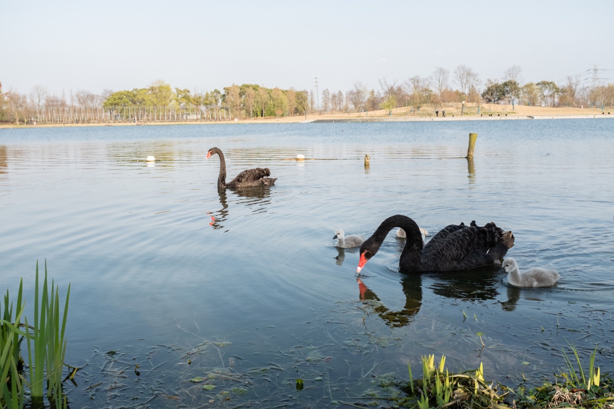 上海辰山植物园的黑天鹅