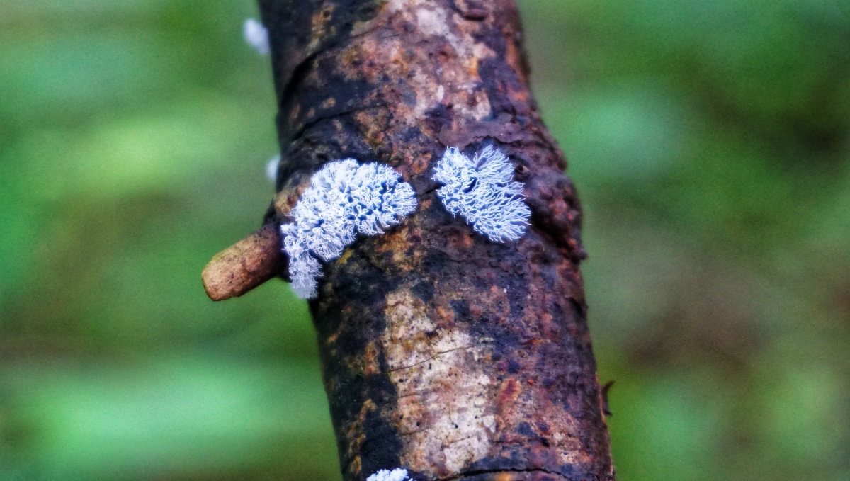 奇奇怪怪的真菌世界2