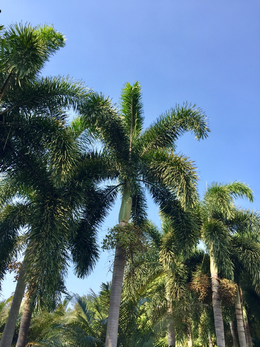 狐尾椰 | 深圳 - 灵慢慢 - 图虫