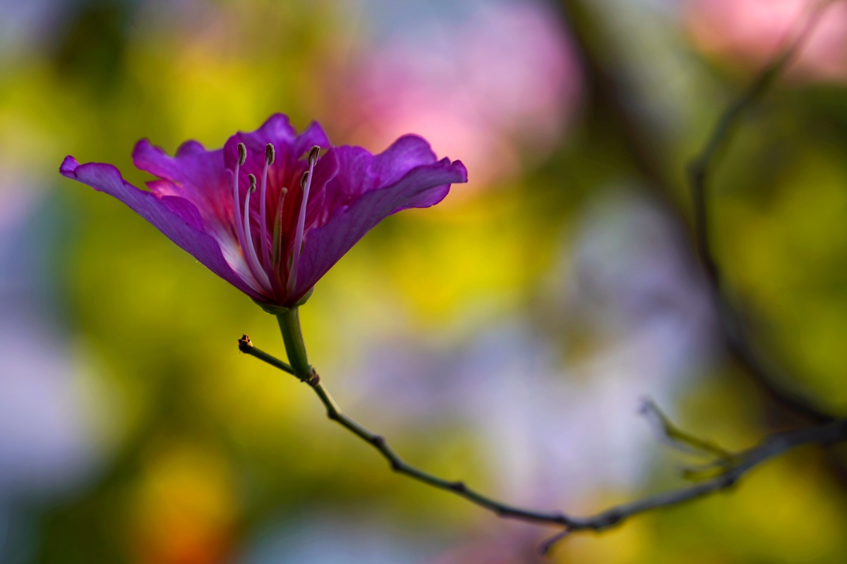 春天鲜花盛开洋紫荆羊蹄甲