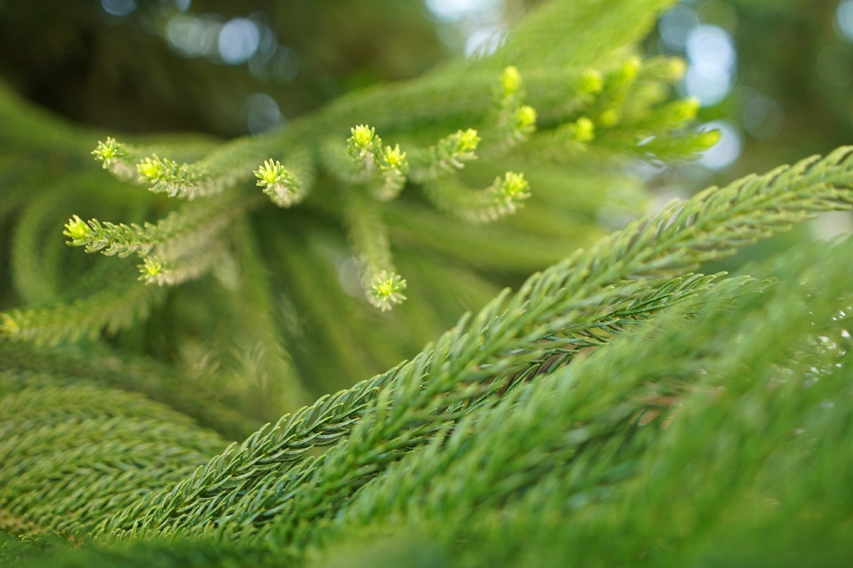 常青树松树林绿叶