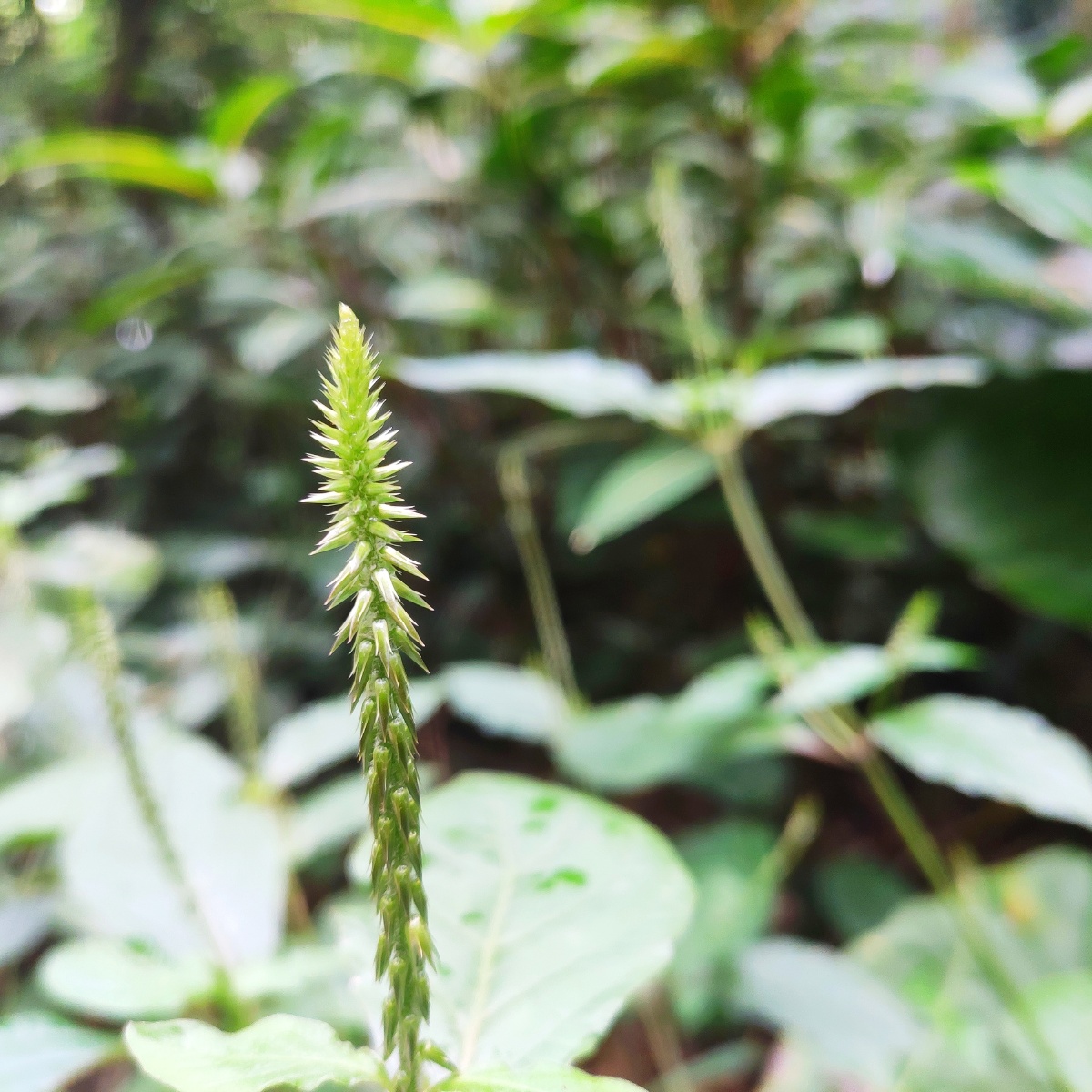 19分钟前 ·阅读49 视界通 关注 植物叶尖 点赞是