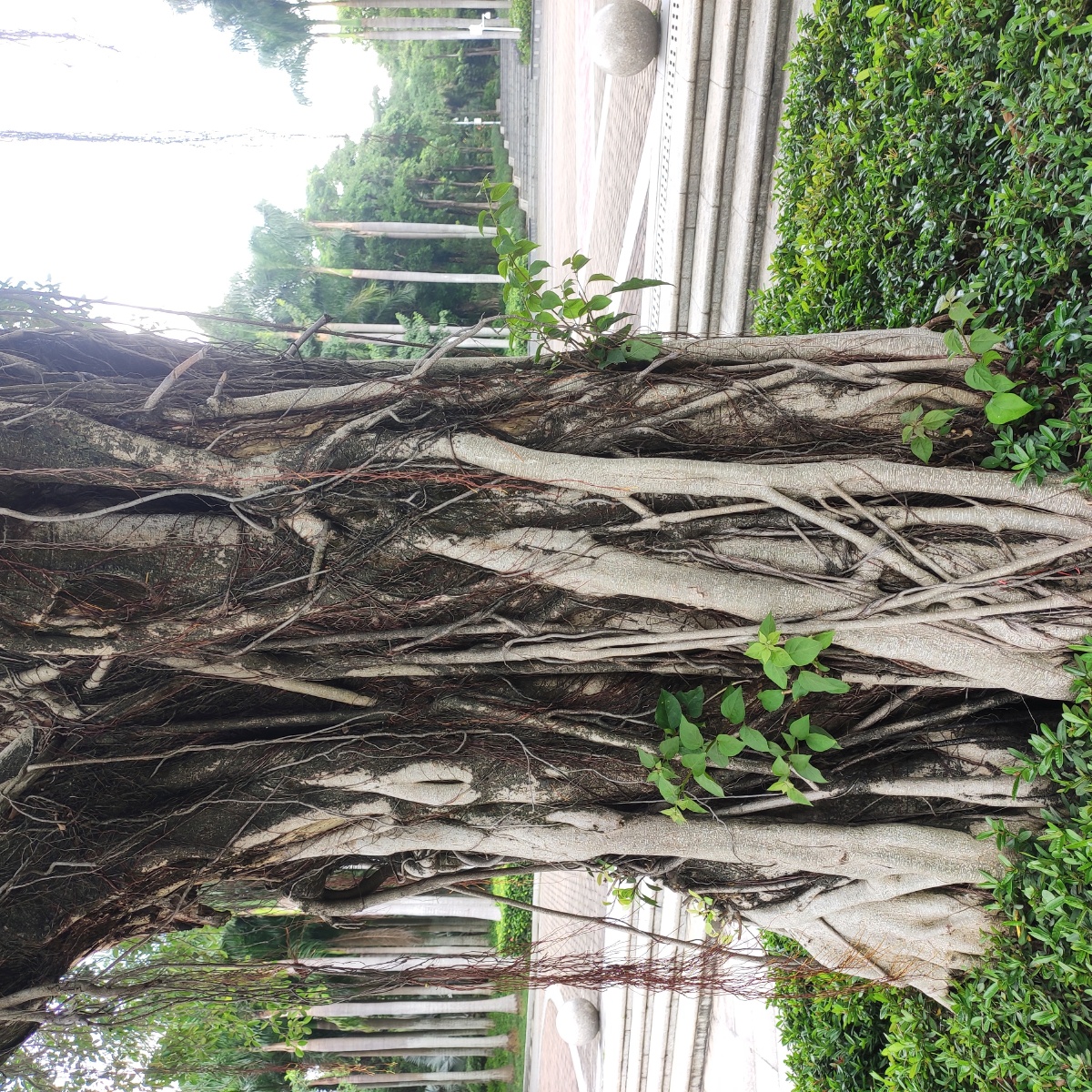 树根老树根植物