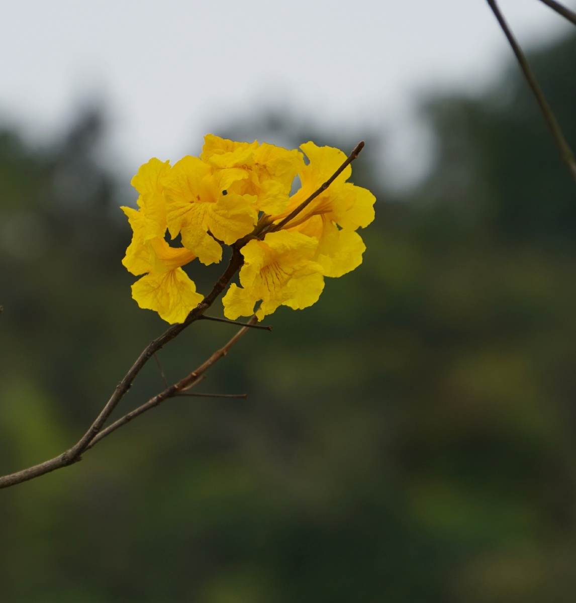 春天花开黄金风铃木巴西风铃木