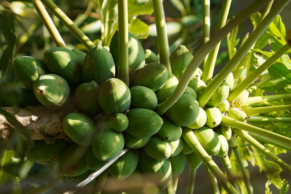 木瓜实拍果实累累 - 视界通 - 图虫
