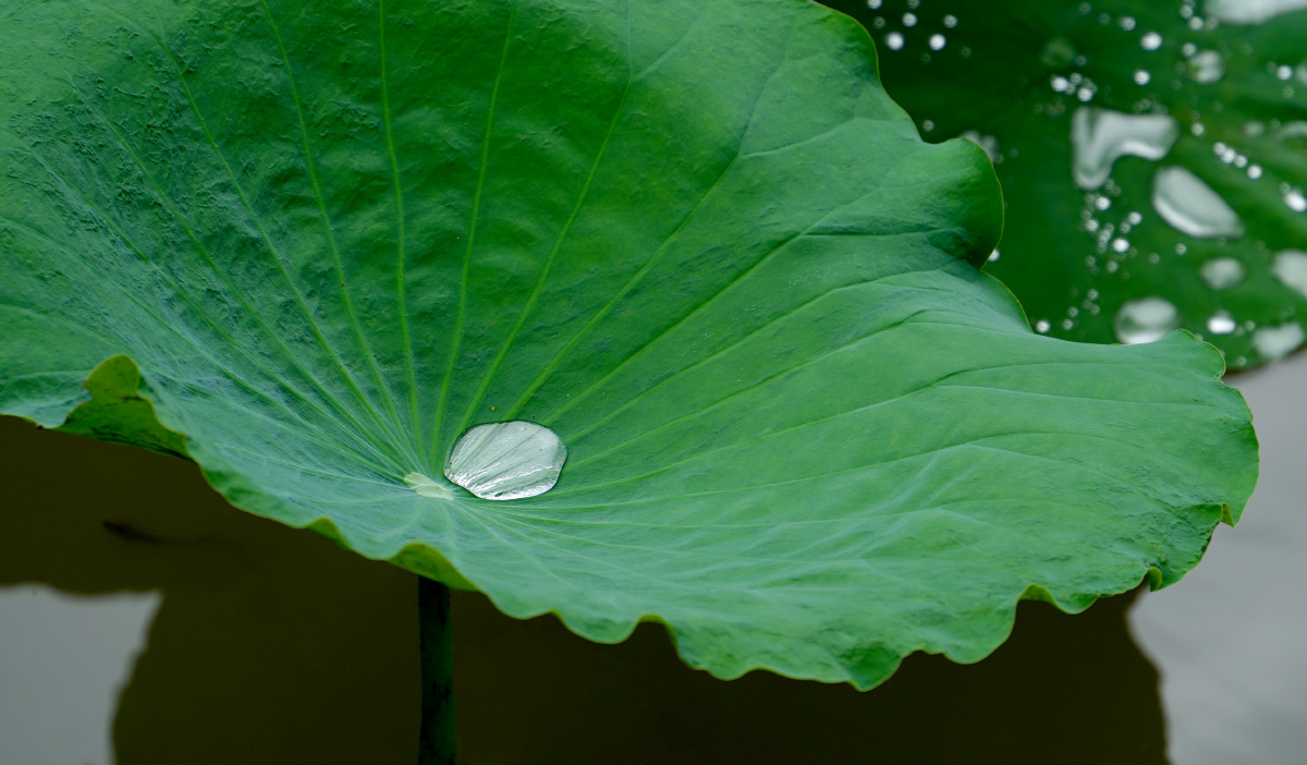 荷叶上水珠晶莹剔透荷叶下小鱼水中游