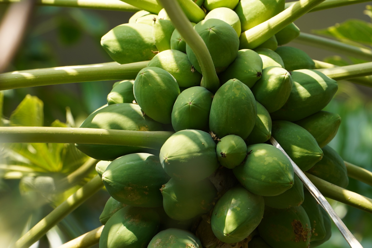 木瓜实拍果实累累 - 视界通 - 图虫