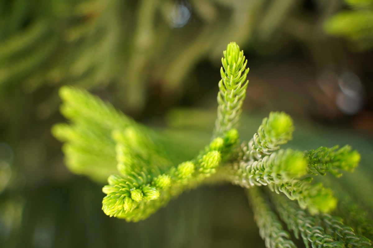 常青树松树林绿叶