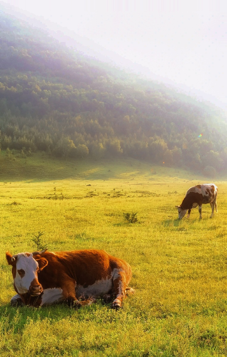 青青草原上的奶牛