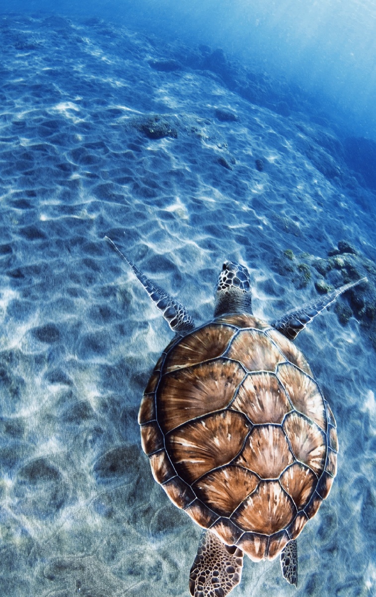 757_1200竖版 竖屏