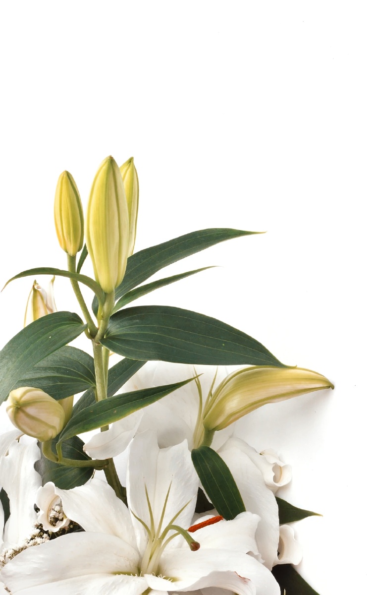 百合- 北海不夏lv