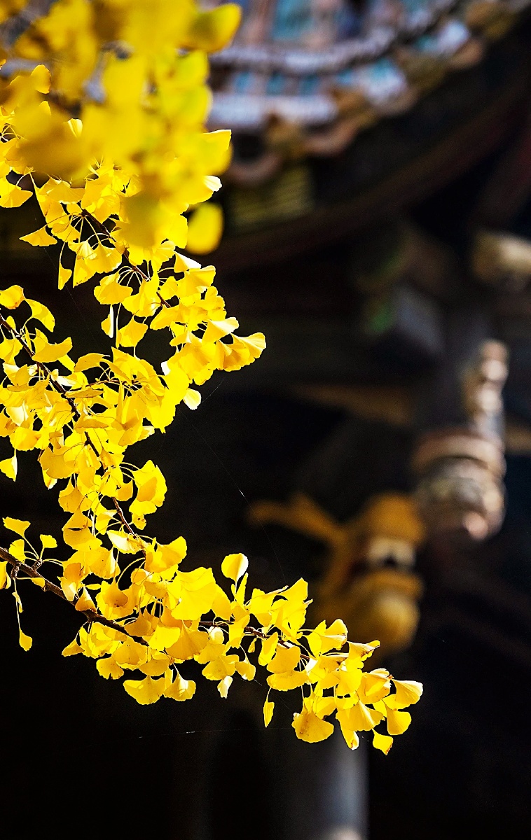 菩提本无树明静亦非台本来无一物何处惹尘埃