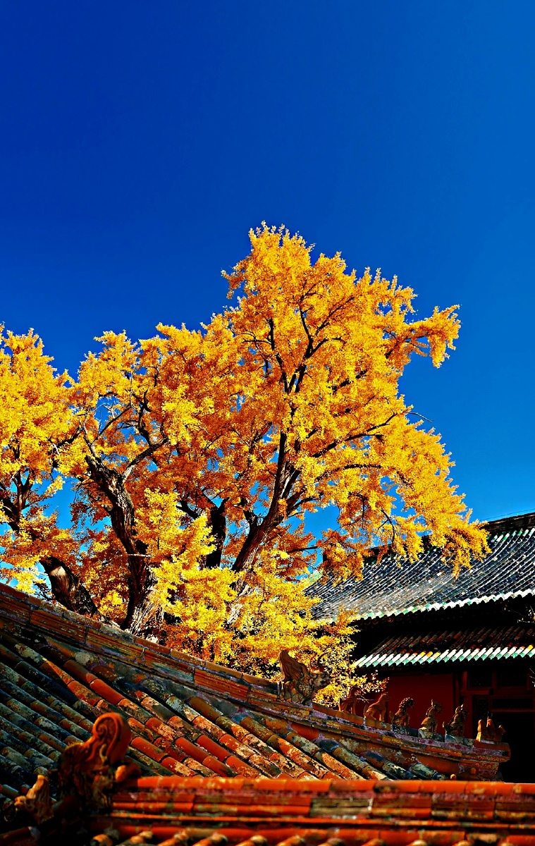 身如菩提树心似明镜台时时勤拂拭莫使染尘埃