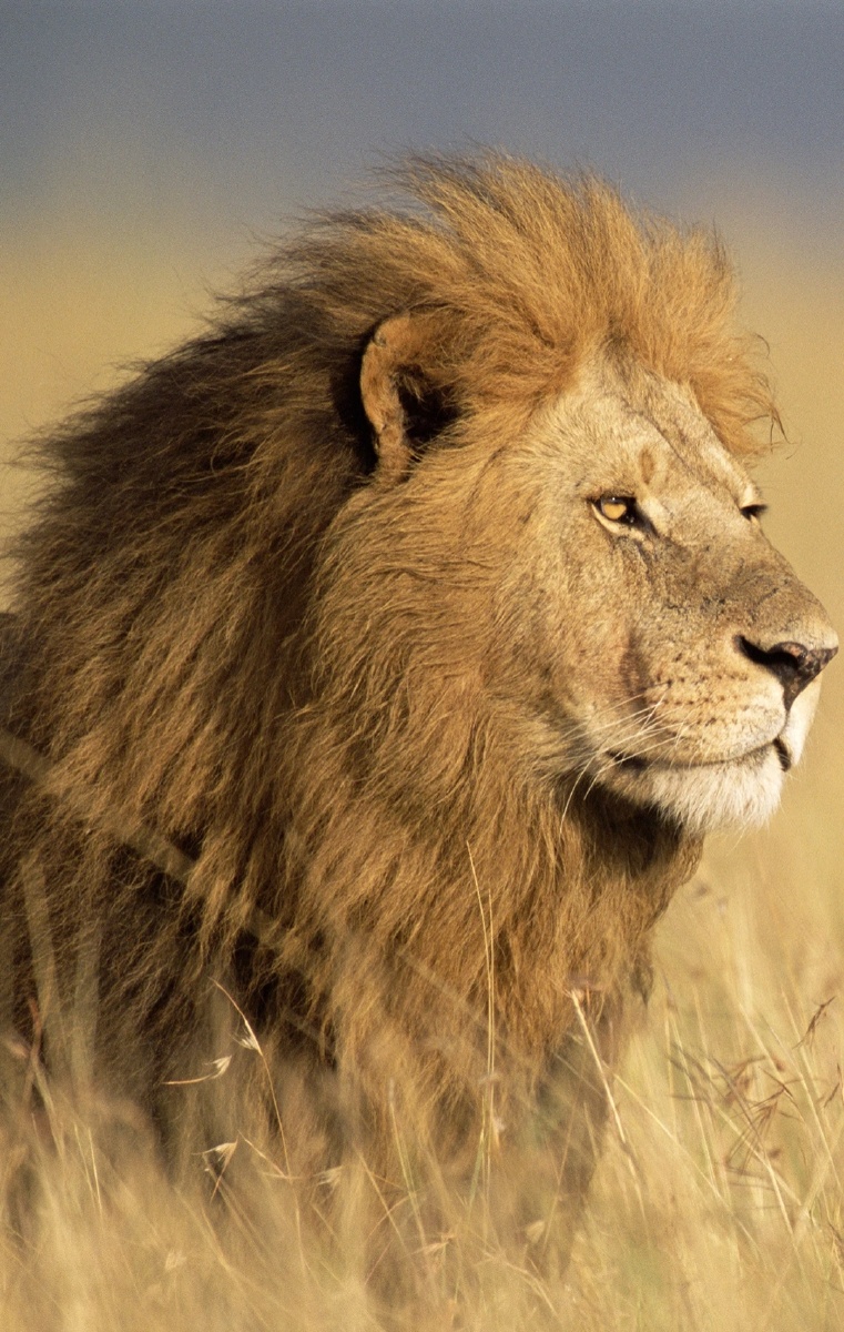 761_1200竖版 竖屏