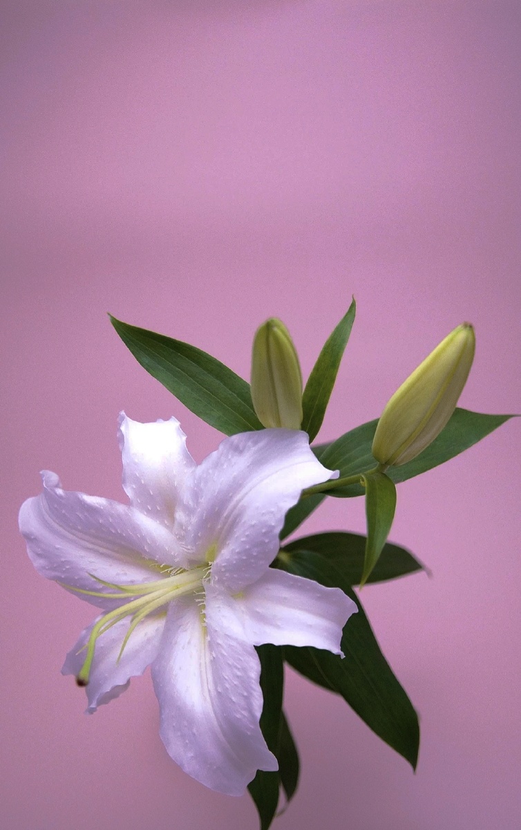 百合- 北海不夏lv