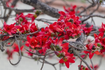 深红木棉花