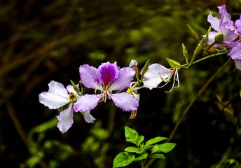 花1