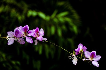 春花2