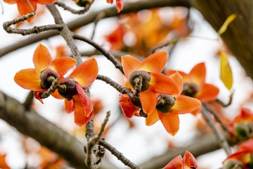 橙色木棉花