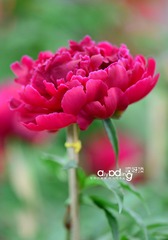 7-DSC_1811