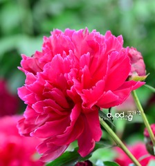 8-DSC_1821