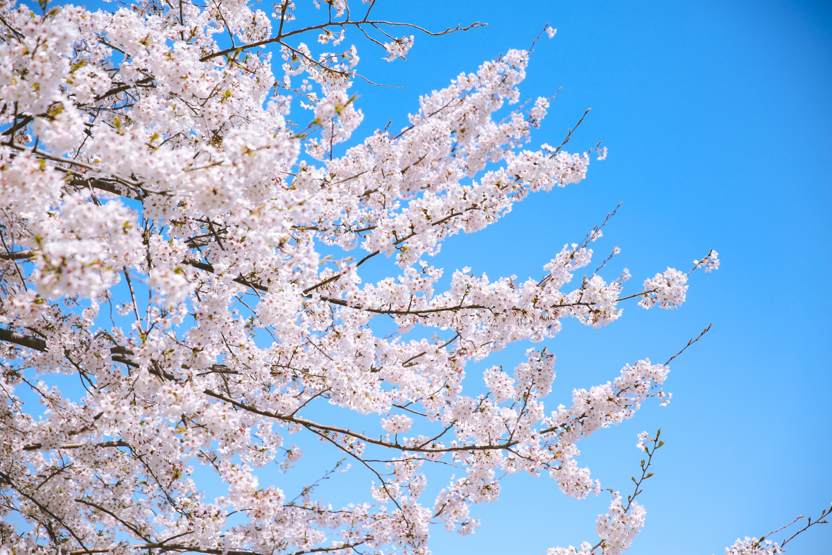 春天的樱花日本京都