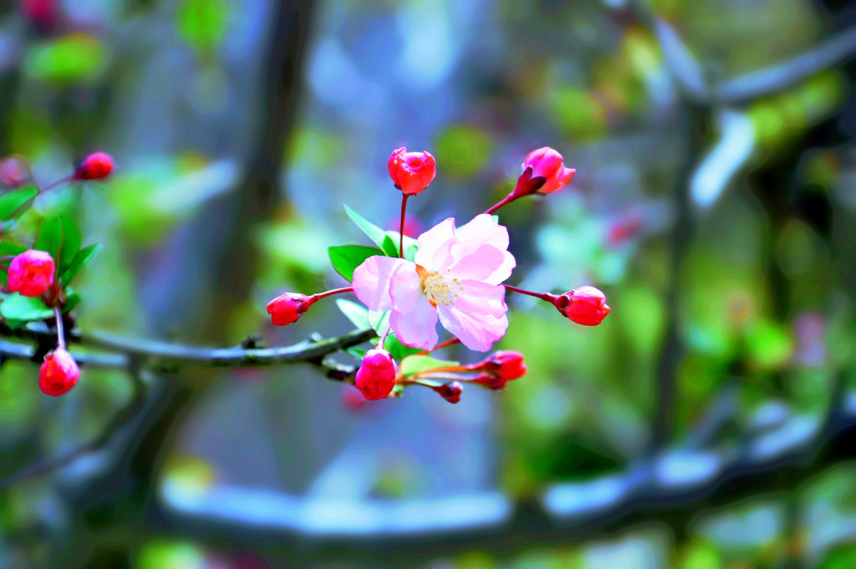 初春粉红的早樱花苞预告花期