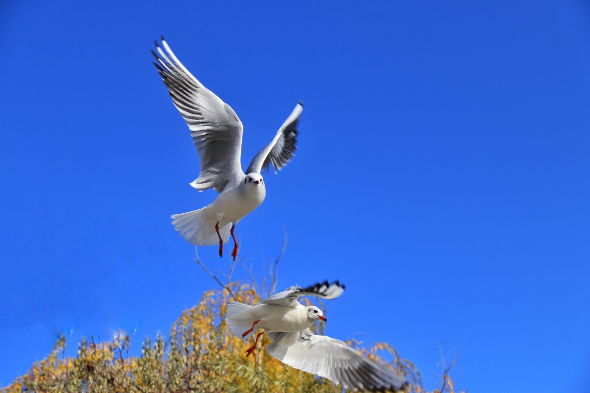 蔚蓝的天飞翔的鸟放飞的心永远的梦