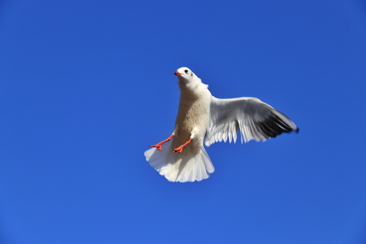 蔚蓝的天飞翔的鸟放飞的心永远的梦