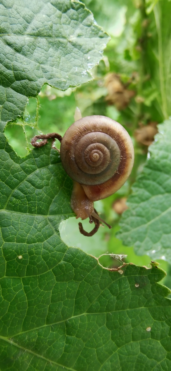 无意间用手机拍到这只正在吃叶子的蜗牛,叶子上还留下不知是蜗牛的