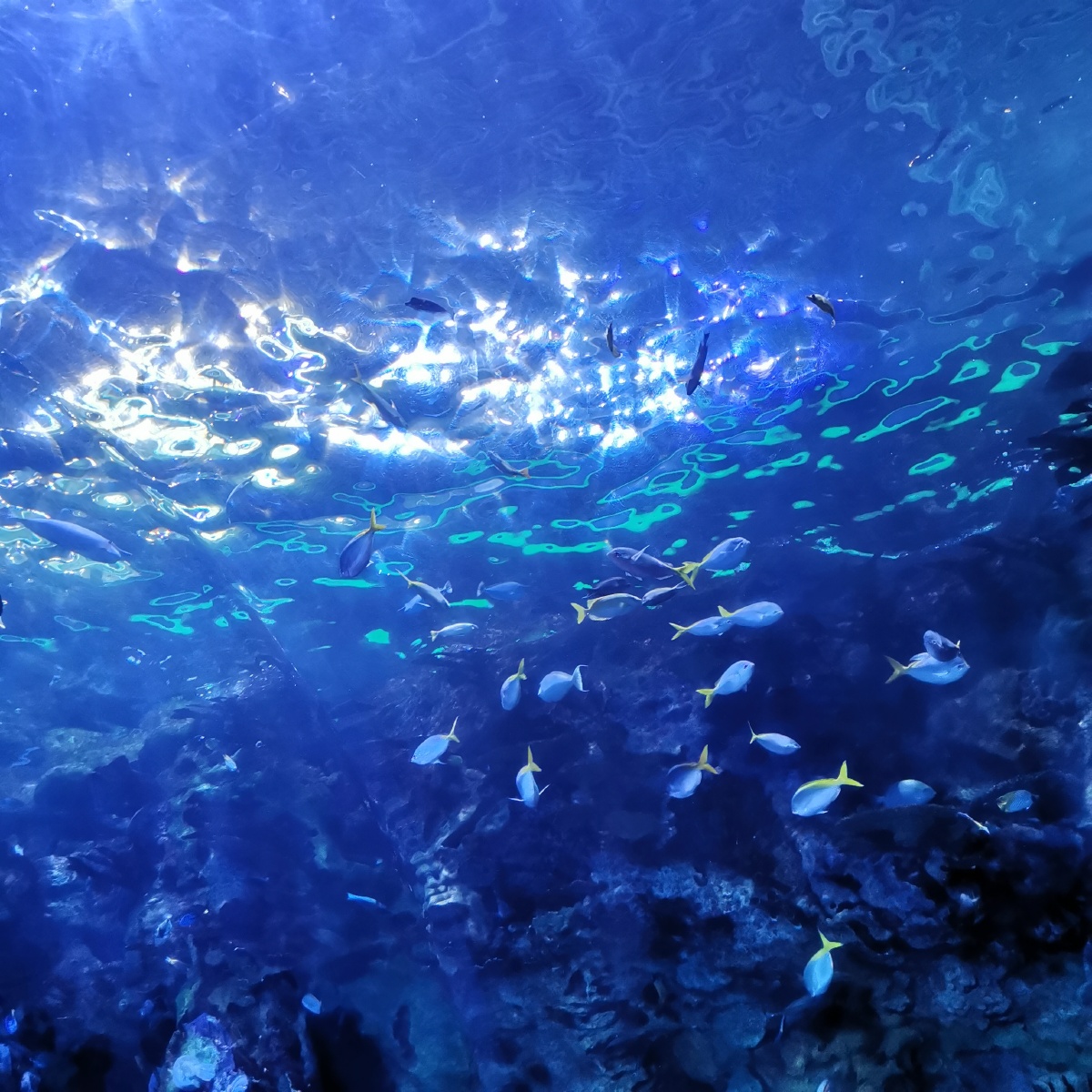 大海深处有一家蓝色的便利店贩卖蓝色的梦幻与绚烂