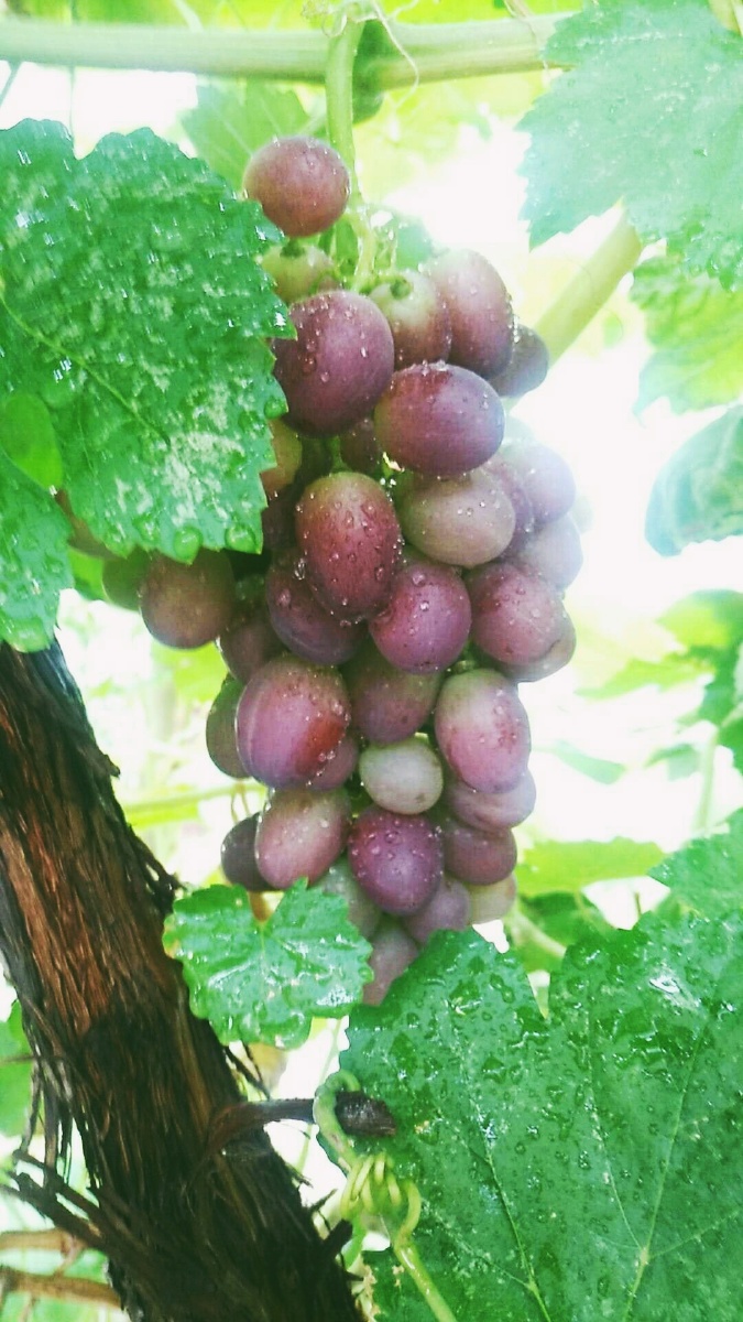 新疆吐鲁的番葡萄