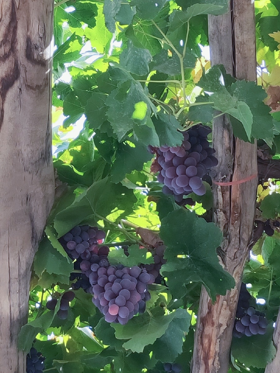 新疆吐鲁的番葡萄