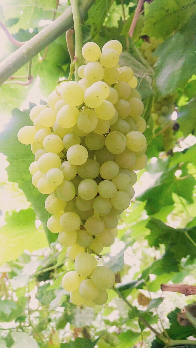 新疆吐鲁的番葡萄