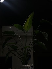 EE9D6133-3C75-4C54-83DC-28987C2687DD/L0/001