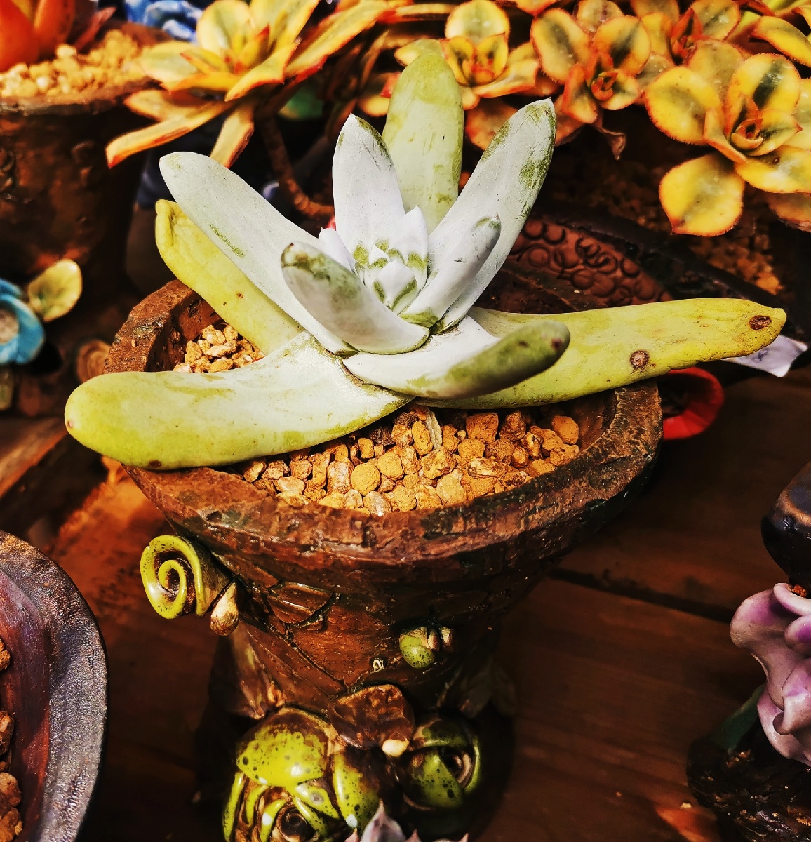 多肉拇指仙女杯