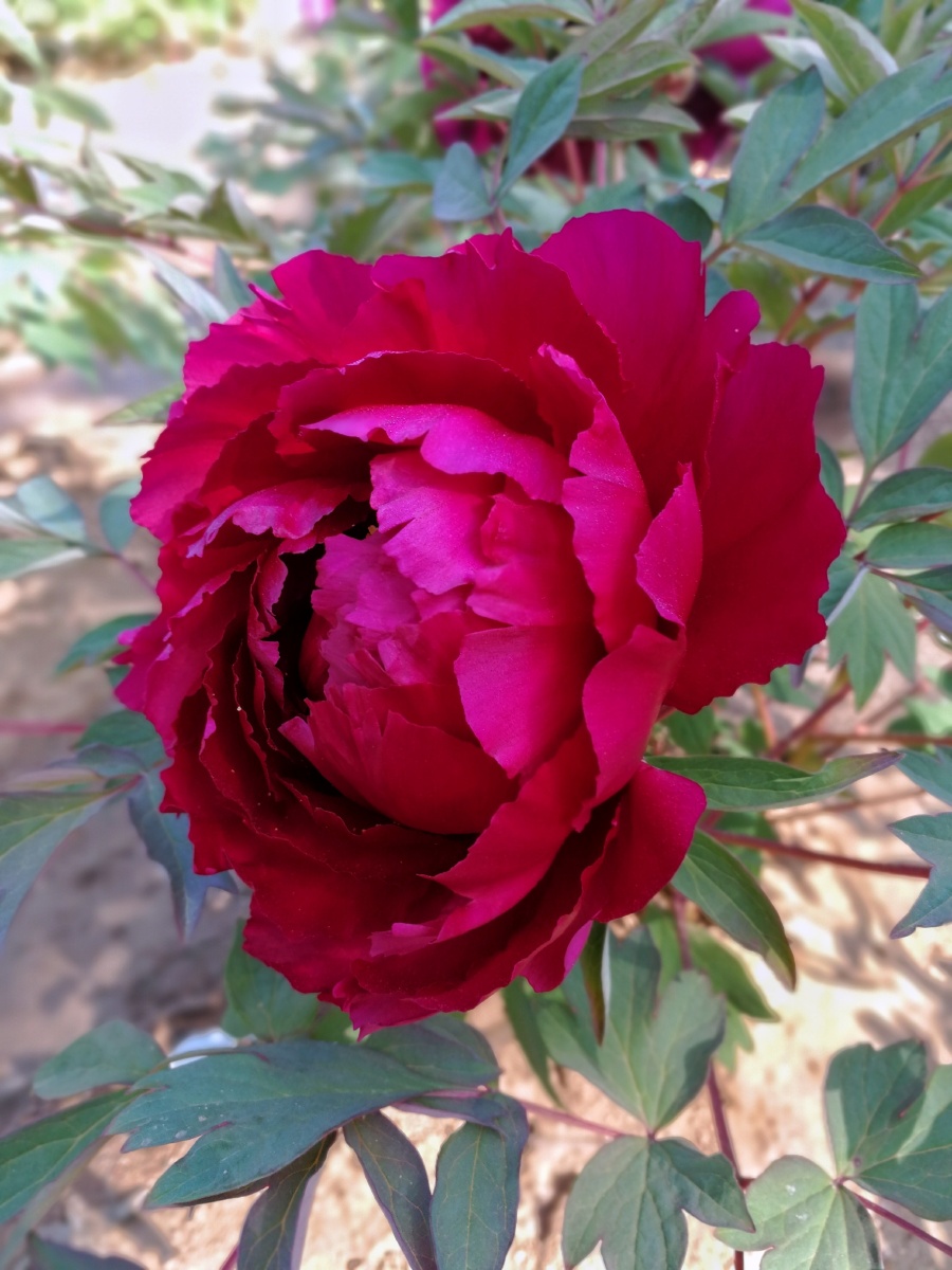 牡丹- 一片彩云205