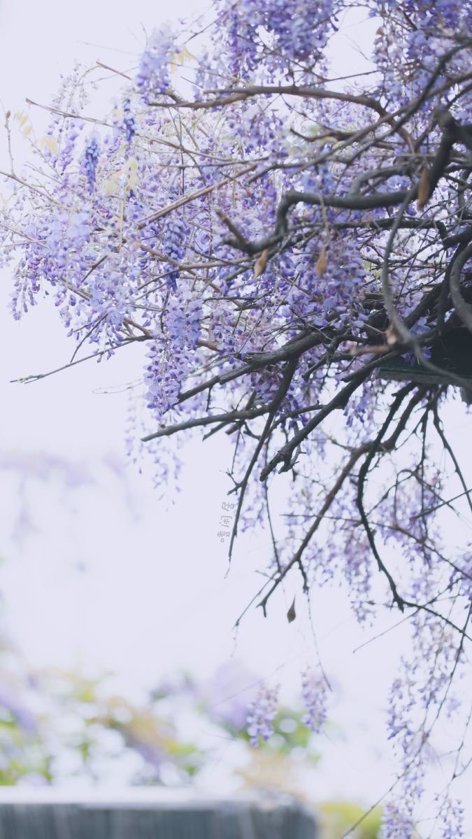 嗜闲紫藤苏州博物馆忠王府20210407微雨可能是和文徵明先生之间的渊源