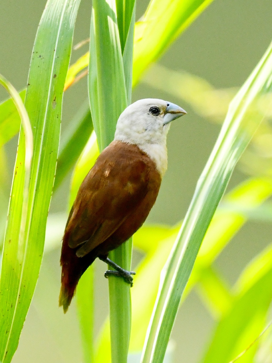 少年白头老来不愁白头文鸟