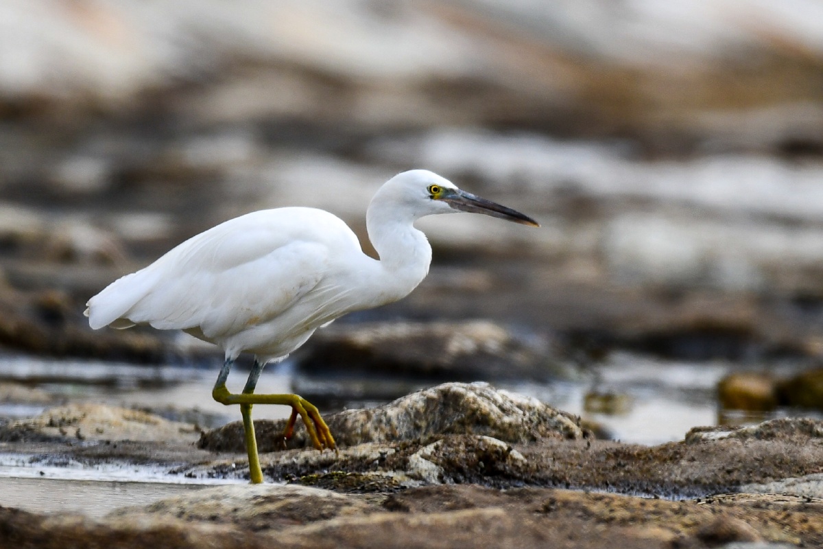 我不是白鹭哦,我的脚又粗又壮.-岩鹭(白色型)
