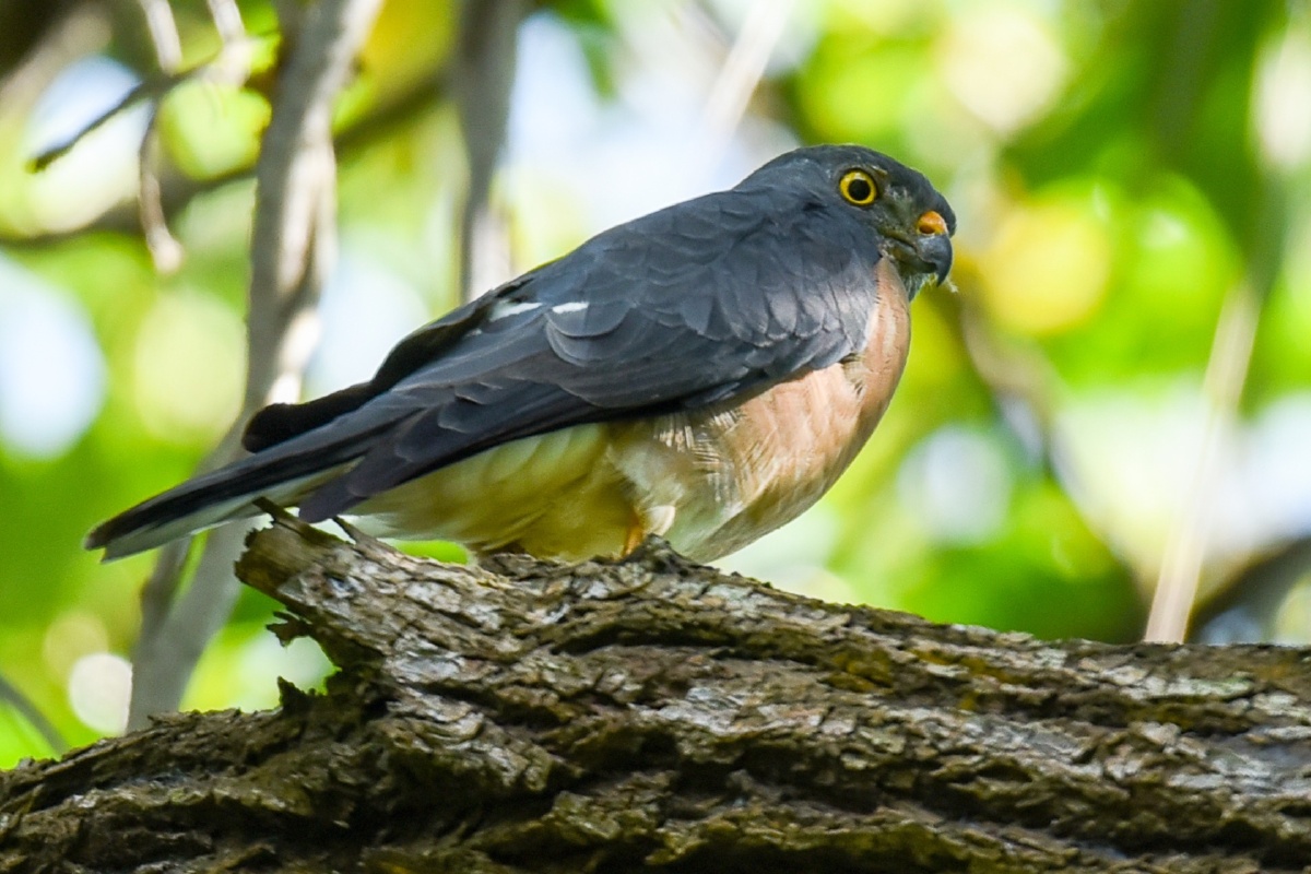 赤兔马要是再配上我那才叫完美赤腹鹰