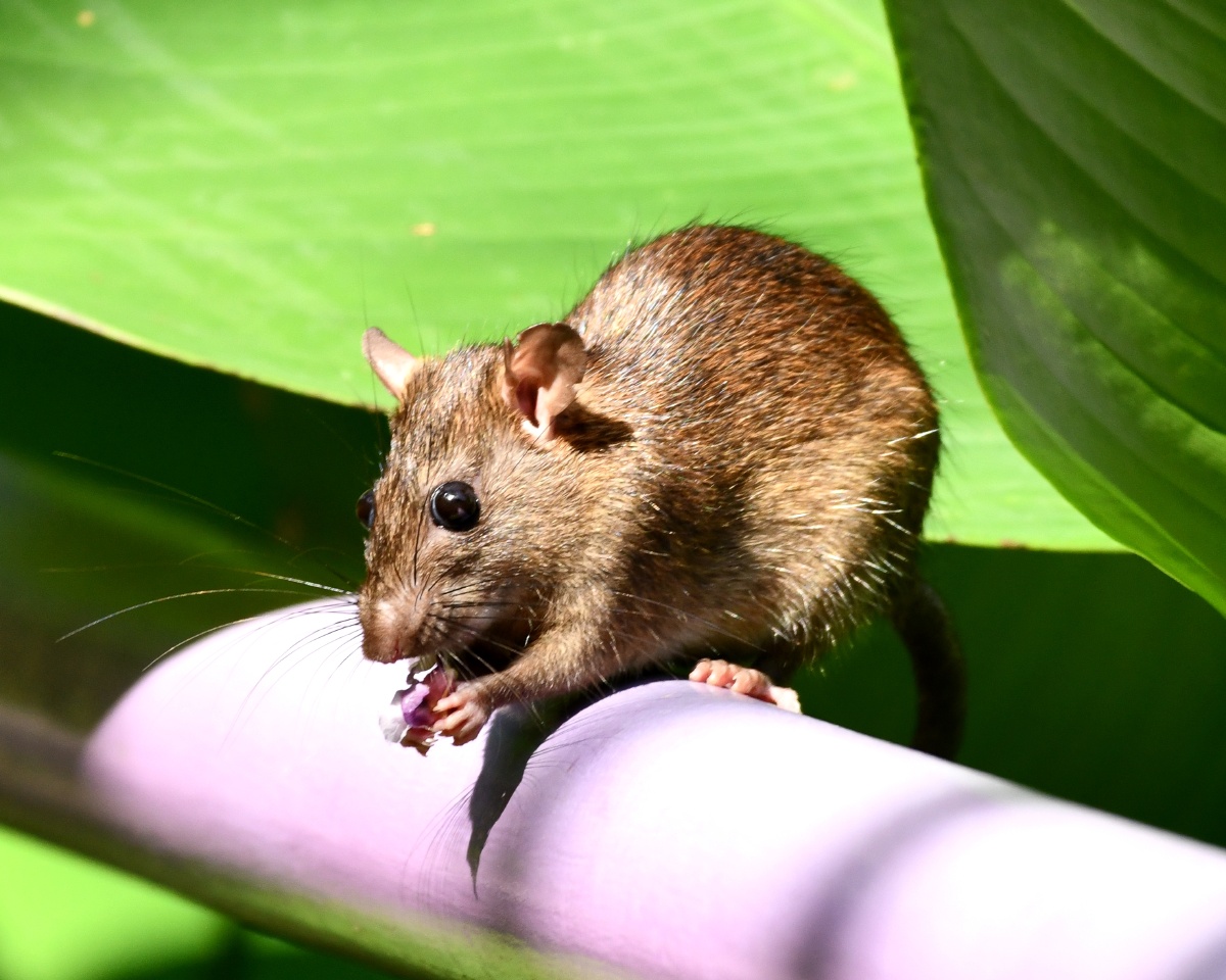 采花贼抓到你了黑鼠