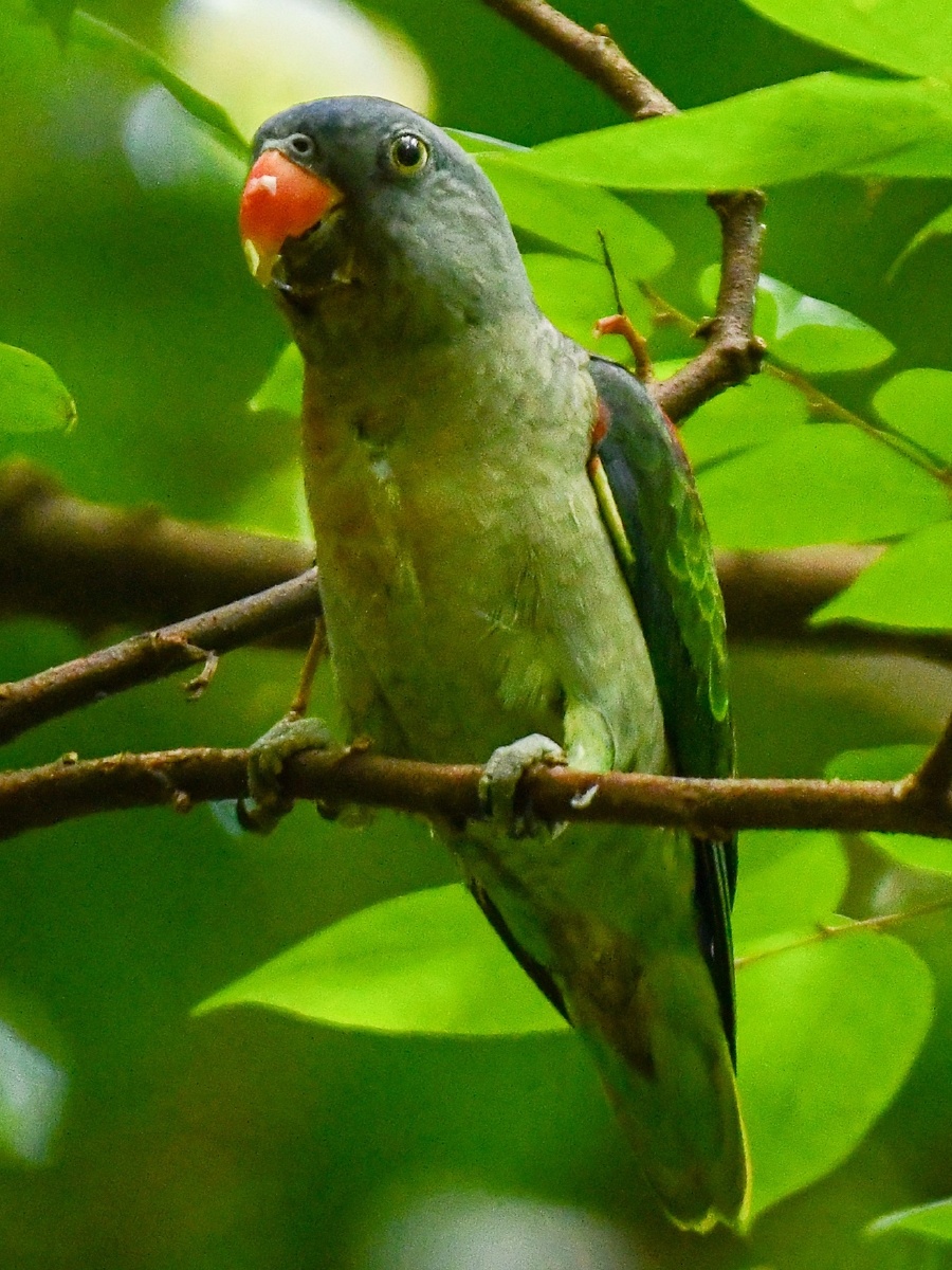 吃一口吐三口有钱人的生活就是这么朴实无华蓝腰鹦鹉