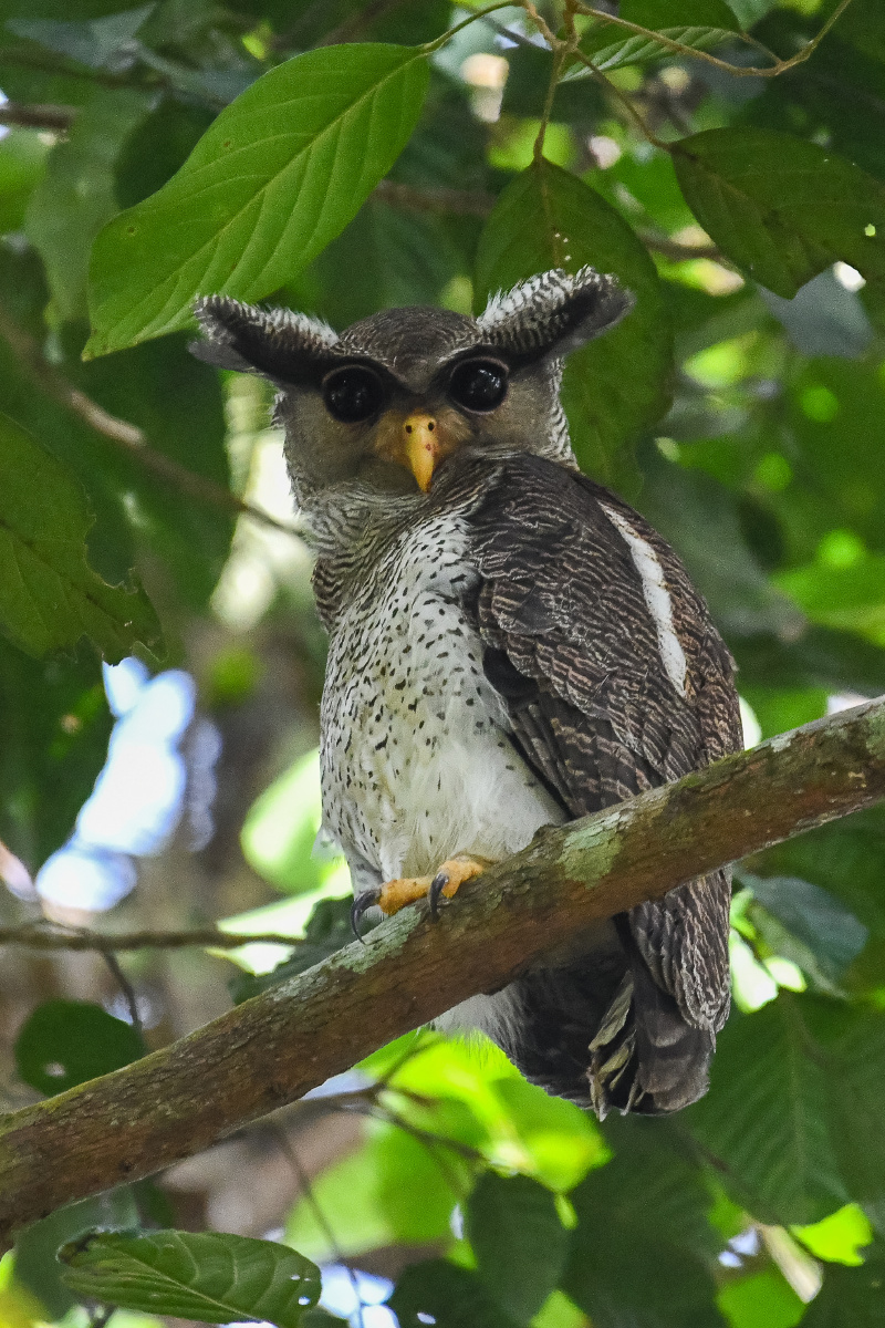 霸气总裁.-林雕鸮