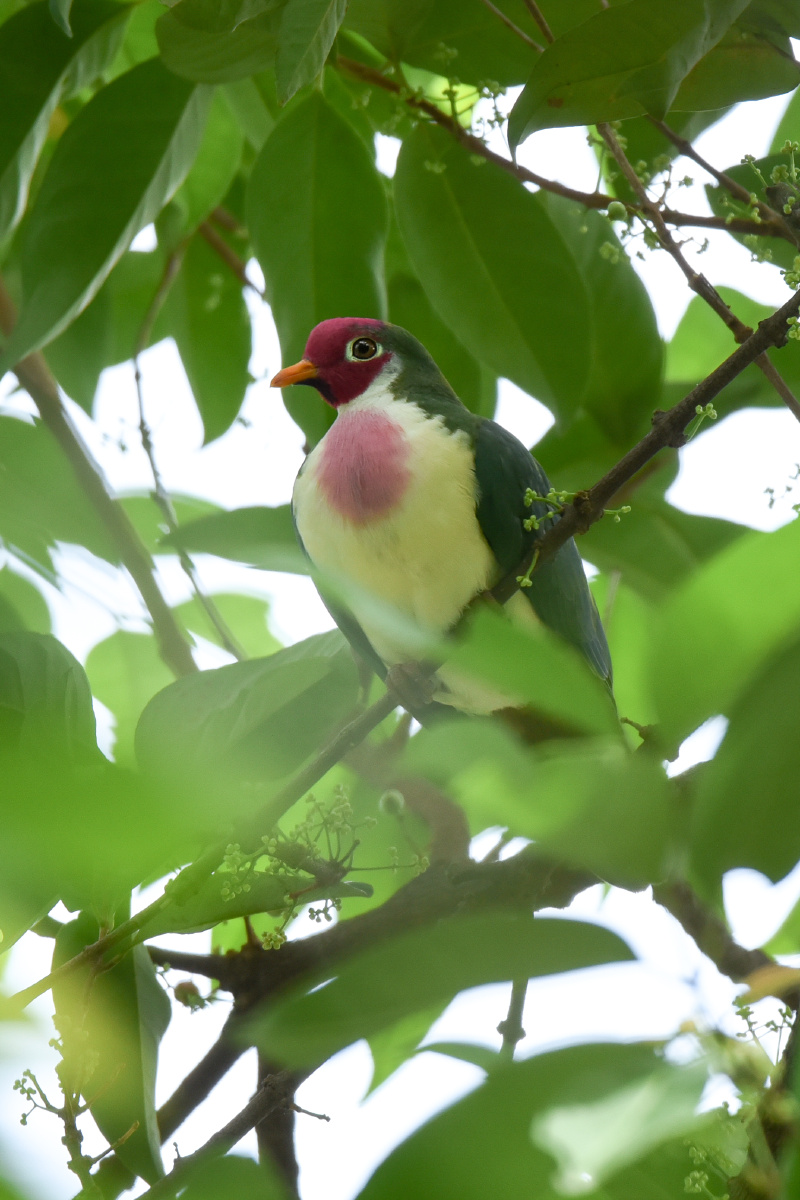 油头在哪粉面在哪我是粉头我是粉头粉头果鸠
