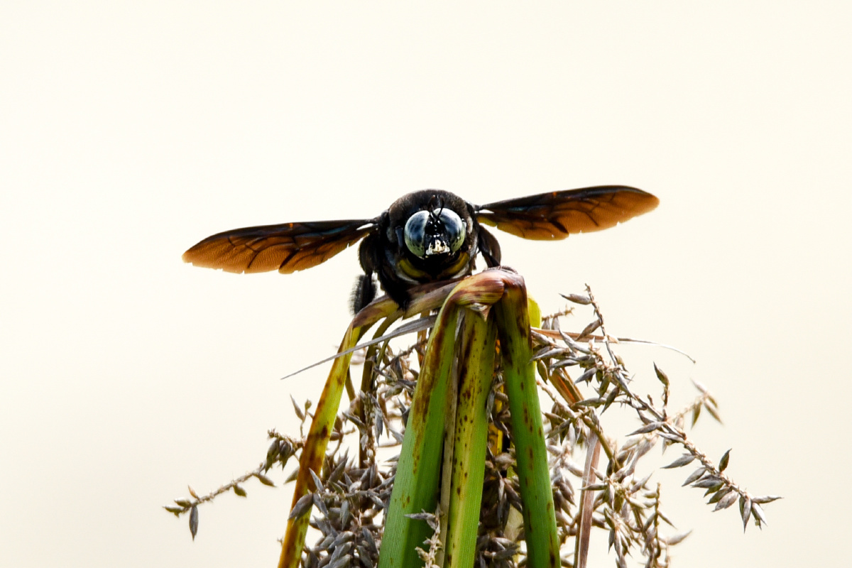 放大看,我的眼睛是绿色的.-木匠蜂 - 兴心向容