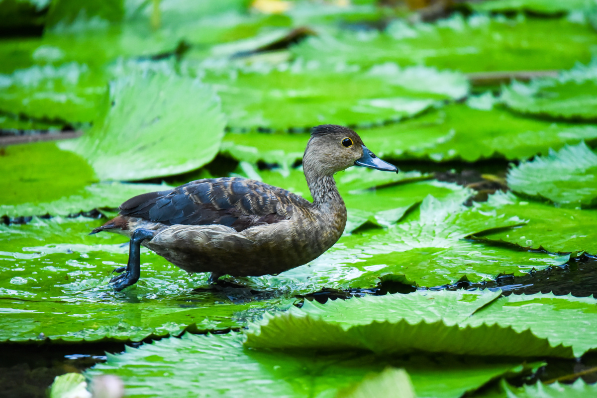 一群栗树鸭在荷塘里栖息嬉戏