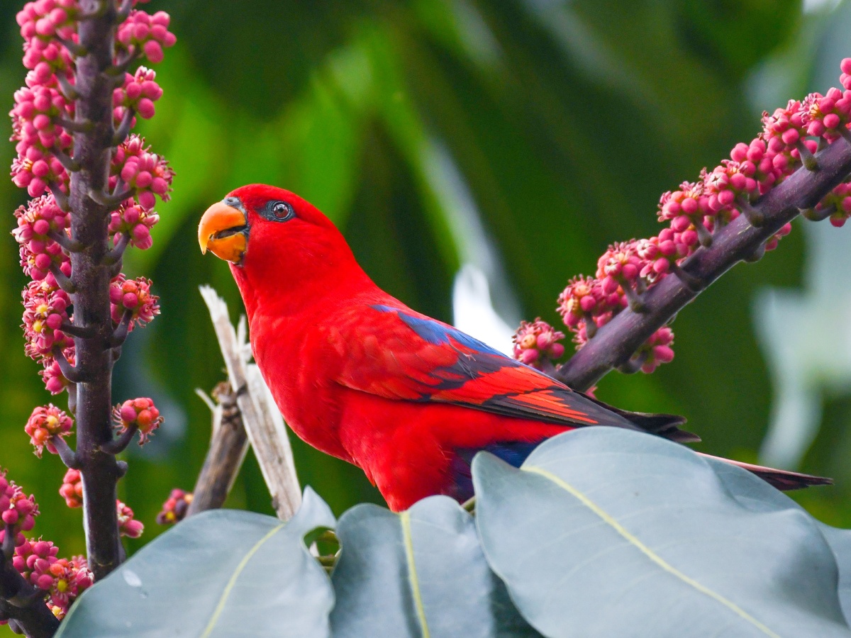 红色和国庆最配红色吸蜜鹦鹉